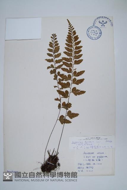 大蓬萊鐵角蕨藏品圖，第1張