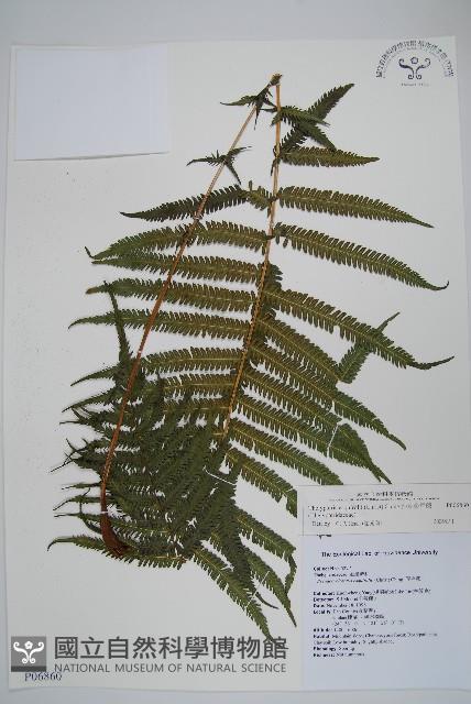 斜葉金星蕨藏品圖，第1張