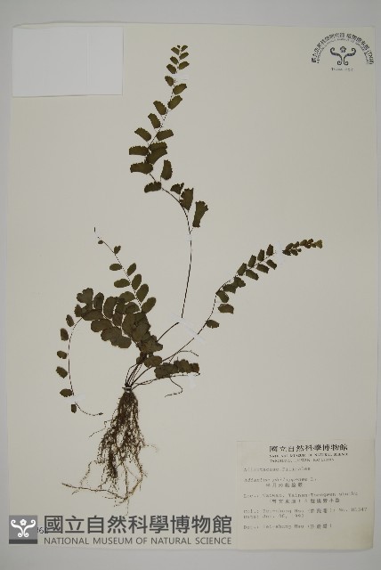 半月形鐵線蕨藏品圖，第1張