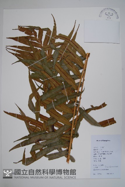 烏毛蕨藏品圖，第1張