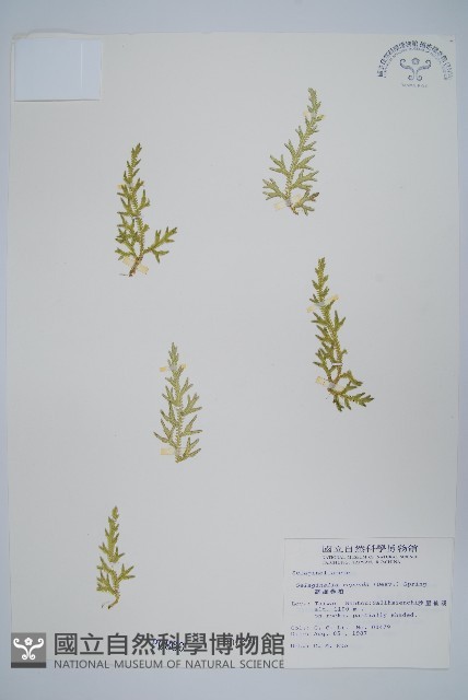 高雄卷柏藏品圖，第1張