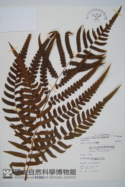 毛柄短腸蕨藏品圖，第1張