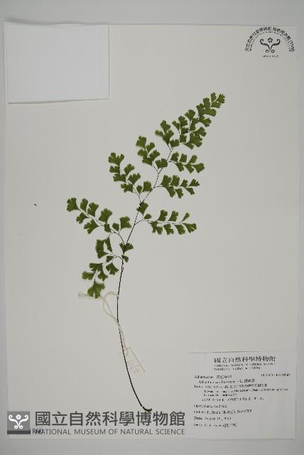 鐵線蕨藏品圖，第1張