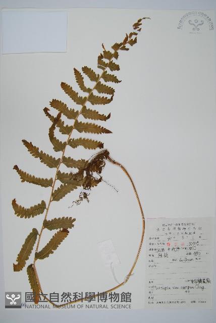 中華鱗蓋蕨藏品圖，第1張