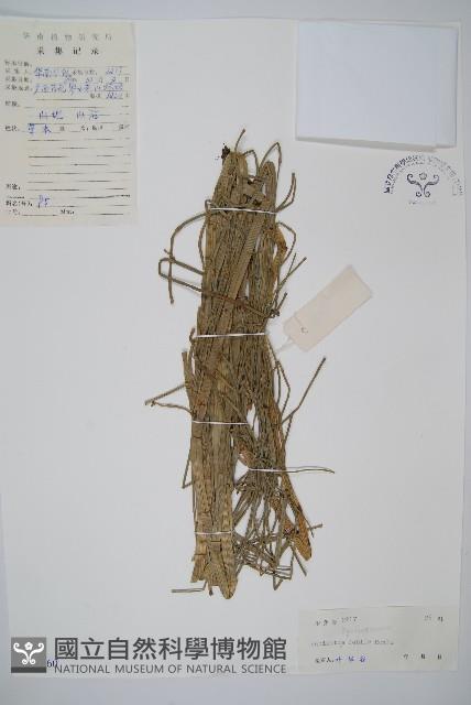 芼管草藏品圖，第1張