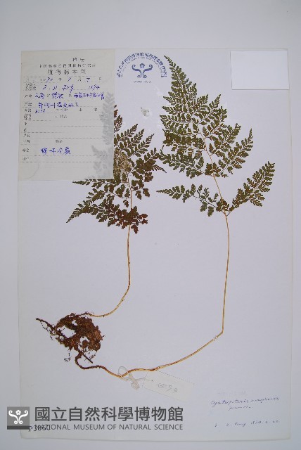 寬葉冷蕨藏品圖，第1張