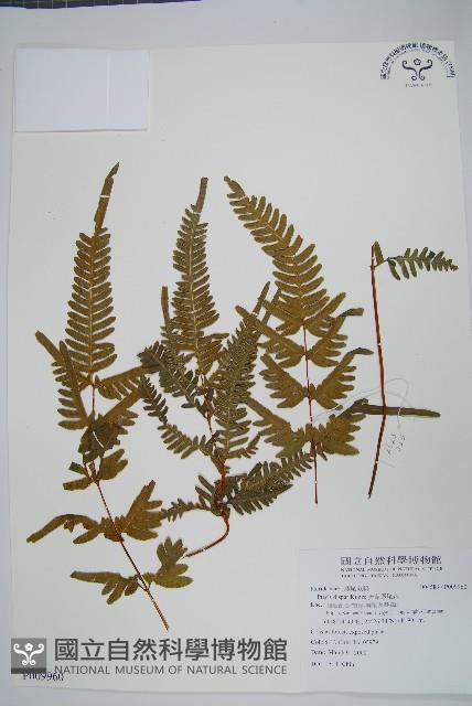 天草鳳尾蕨藏品圖，第1張