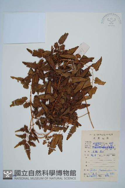 曲軸海金沙藏品圖，第1張