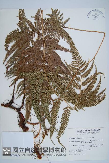 細葉複葉耳蕨藏品圖，第1張