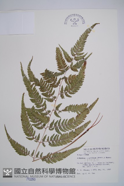 日本蹄蓋蕨藏品圖，第1張