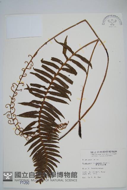 倒葉瘤足蕨藏品圖，第1張