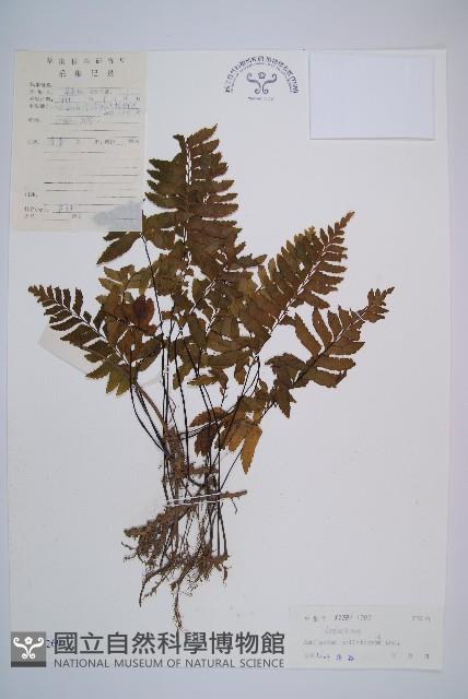 單邊鐵角蕨藏品圖，第1張