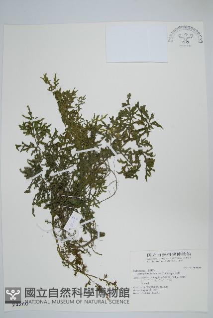 水蕨藏品圖，第1張