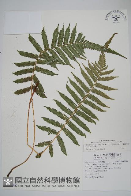 斜葉金星蕨藏品圖，第1張