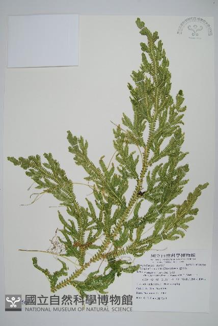 翠雲草、藍草藏品圖，第1張