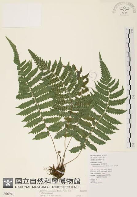 密毛毛蕨藏品圖，第1張