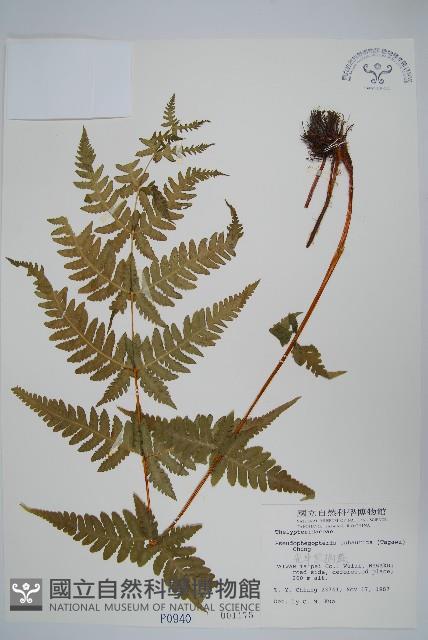 光囊紫柄蕨藏品圖，第1張