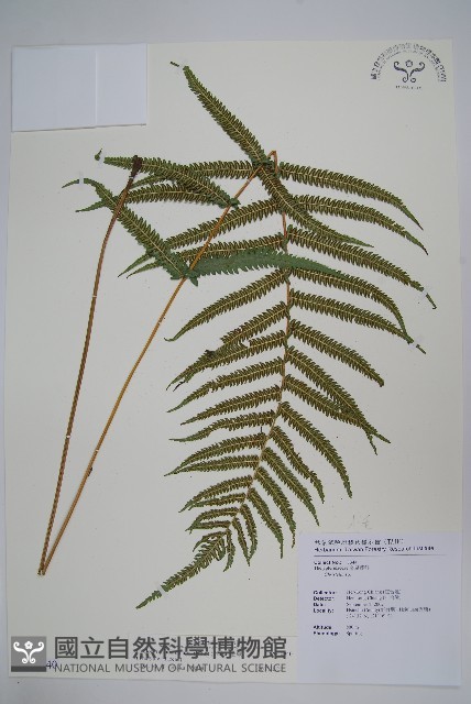 毛蕨藏品圖，第1張