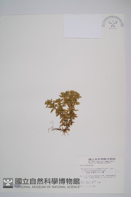 長柄千層塔藏品圖，第1張
