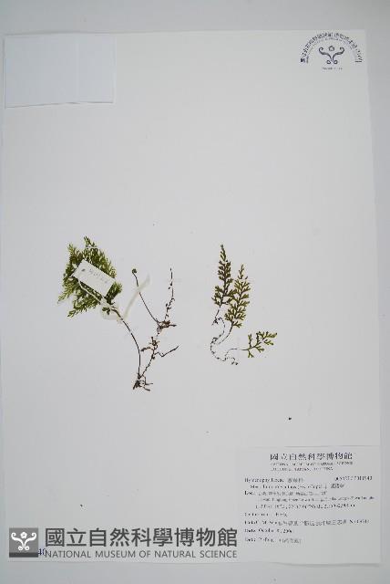 細葉蕗蕨藏品圖，第1張