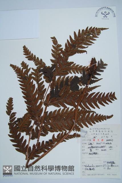 日本狗脊蕨藏品圖，第2張