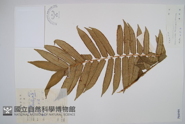 福建蓮座蕨藏品圖，第1張