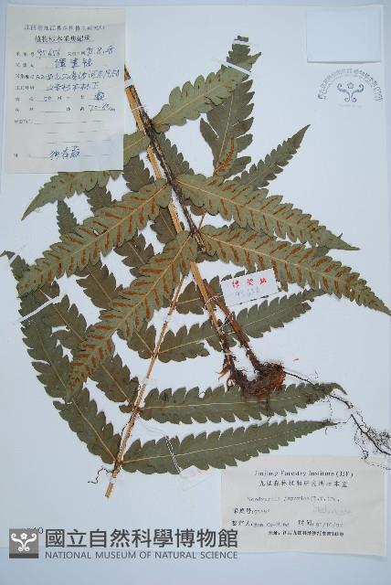 日本狗脊蕨藏品圖，第1張