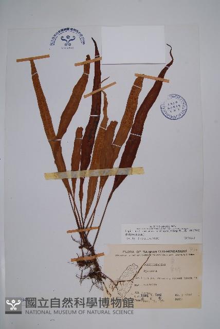 粵瓦葦藏品圖，第1張