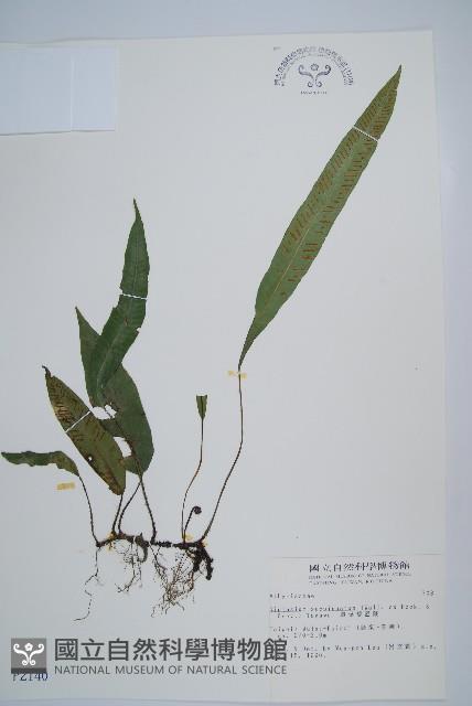 單葉雙蓋蕨藏品圖，第1張