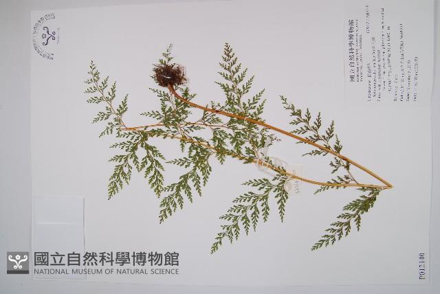 烏蕨藏品圖，第1張