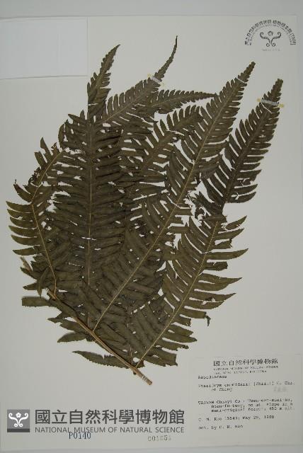 長柄牙蕨藏品圖，第1張