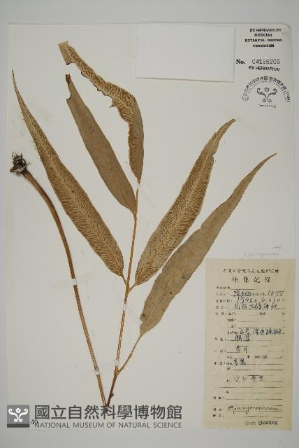 登錄號:P010140藏品圖，第1張