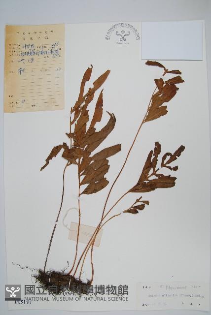 橢圓線蕨藏品圖，第1張