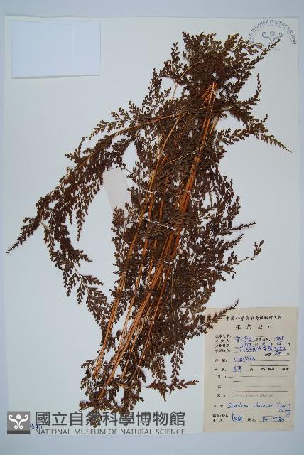 烏蕨藏品圖，第1張