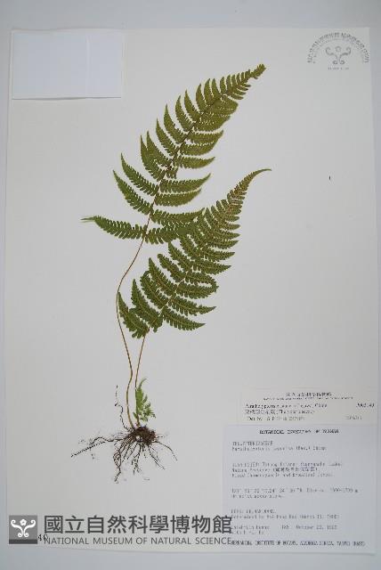 栗柄副金星蕨藏品圖，第1張