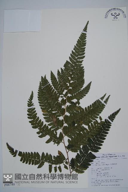 毛果鱗蓋蕨藏品圖，第1張