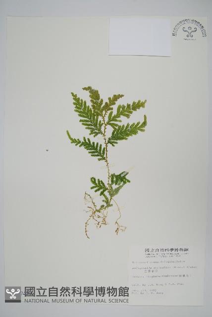 全緣卷柏藏品圖，第1張