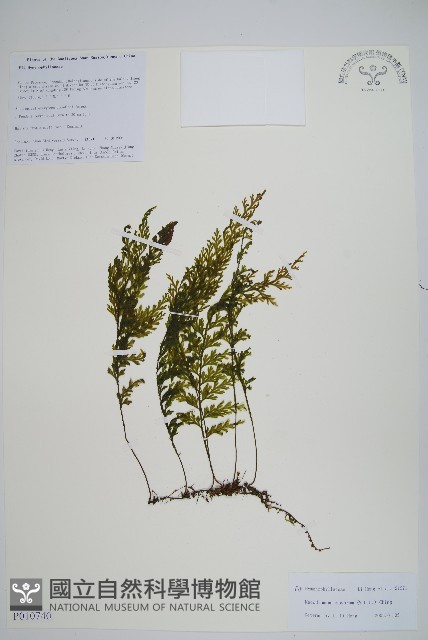 登錄號:P010740藏品圖，第1張
