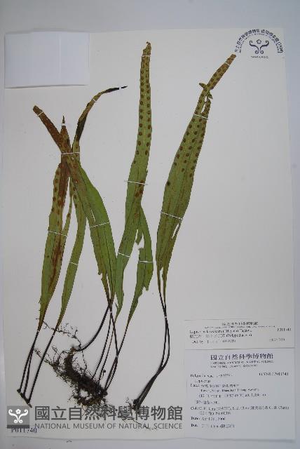 麟瓦葦、川上氏瓦葦藏品圖，第1張