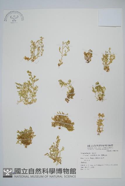 膜葉卷柏藏品圖，第1張