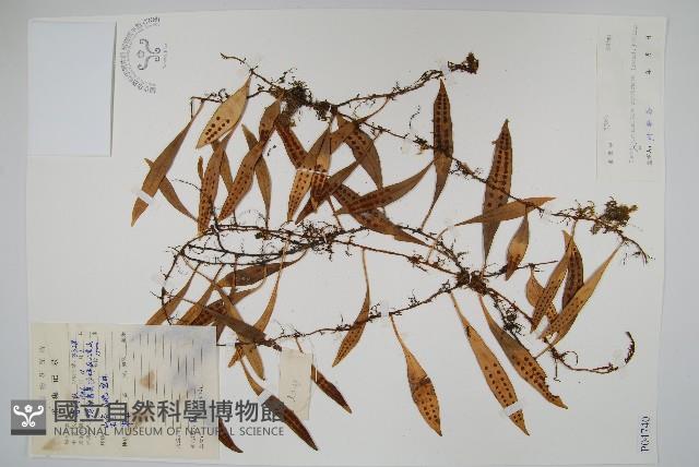 Accession Number:P004740 Collection Image, Figure 1, Total 2 Figures