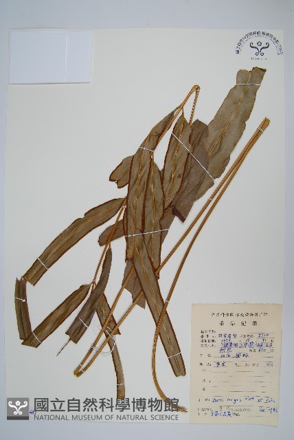 全緣鳳尾蕨藏品圖，第1張