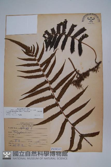 毛蕨藏品圖，第1張