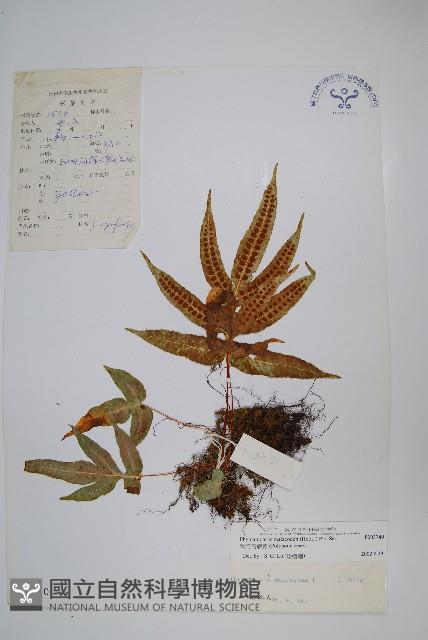 彎弓假瘤蕨藏品圖，第1張