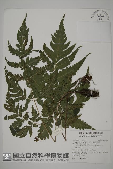 屏東三叉蕨藏品圖，第1張