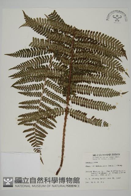 頂囊肋毛蕨藏品圖，第1張