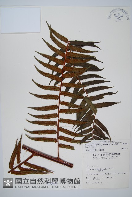 黑桫蕨藏品圖，第1張
