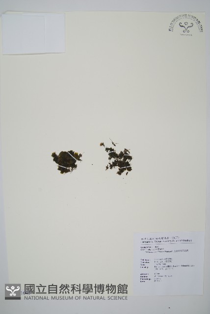 盾形單葉假脈蕨藏品圖，第1張