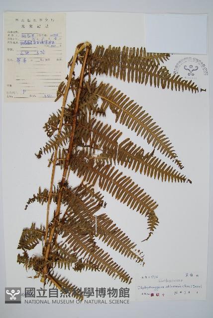 中華裡白藏品圖，第1張