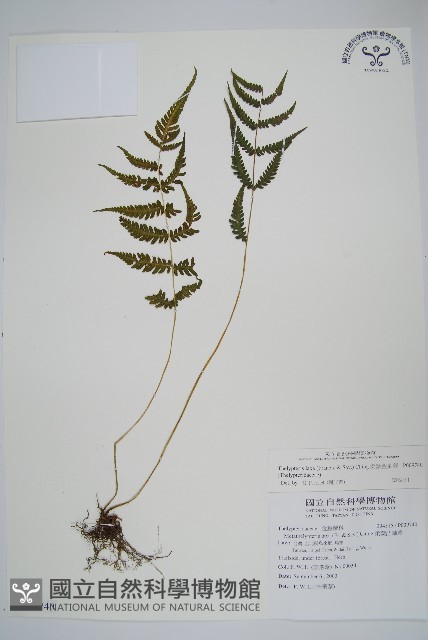 柔葉金星蕨藏品圖，第1張